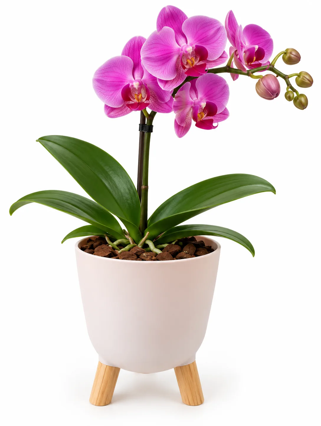 Orquídea no Vaso Elegance