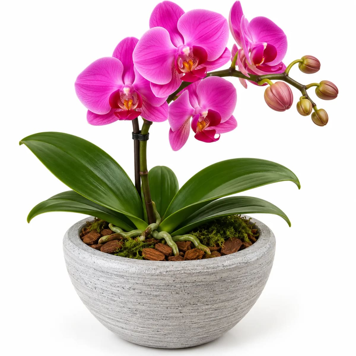 Orquídea Elegance no Vaso Rústico