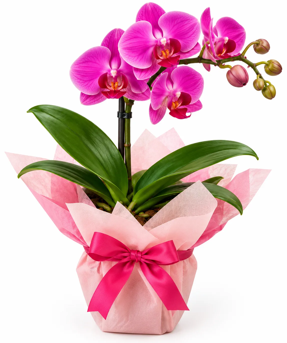 Orquídea Rosa Encanto com Laço