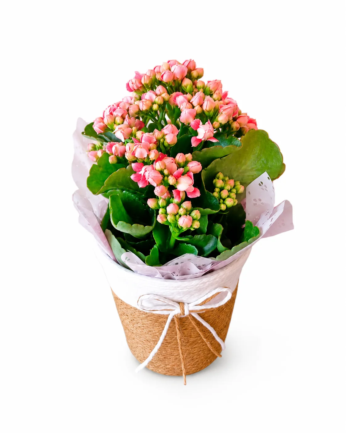 Vaso Kalanchoe