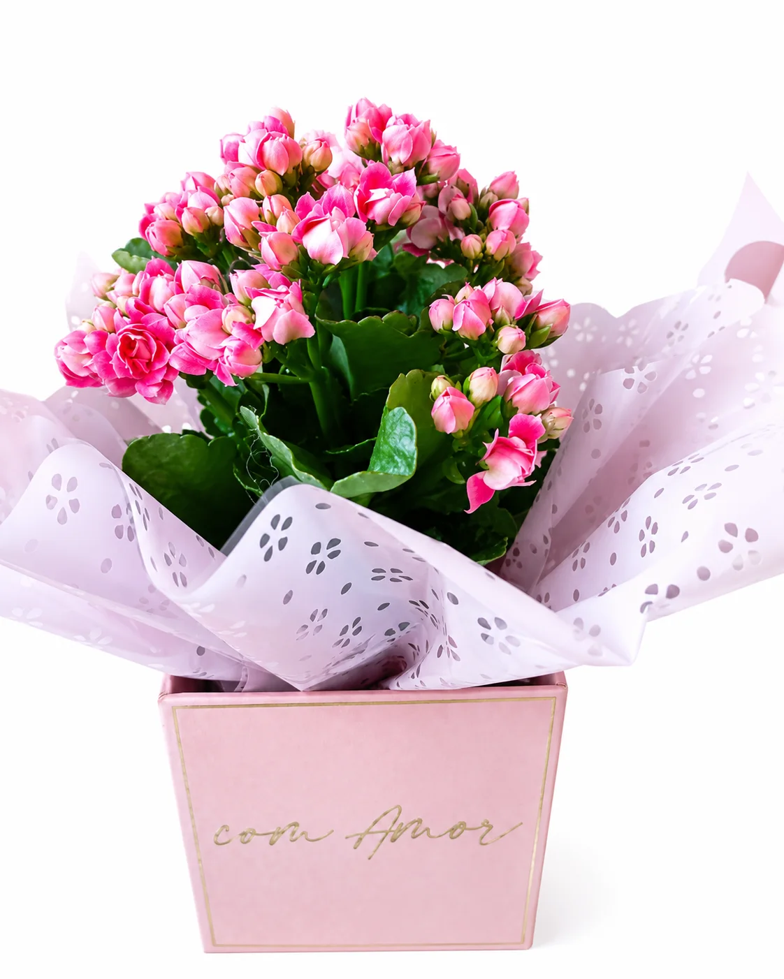 Box com Flor Kalanchoe